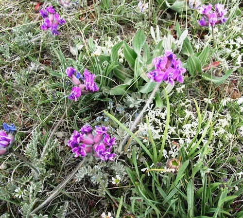 Hare's-foot Point-vetch