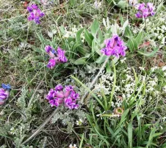 Hare's-foot Point-vetch thumbnail 1