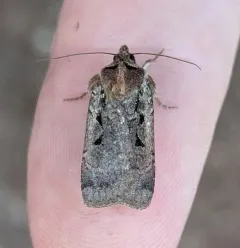 Parabagrotis insularis thumbnail 1