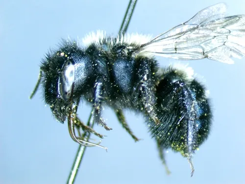 Osmia grinnelli