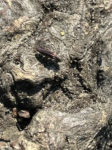 Honeylocust Agrilus