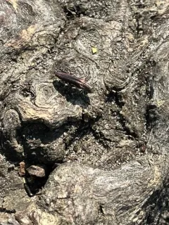 Honeylocust Agrilus thumbnail 1