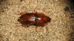 Harpalus indianus thumbnail 3