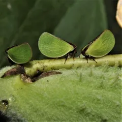 Two-striped Planthopper thumbnail 4