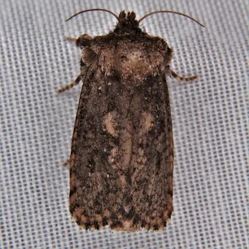 Arcane Grass Tubeworm Moth