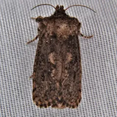 Arcane Grass Tubeworm Moth thumbnail 1