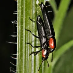 Slender Lizard Beetle thumbnail 2