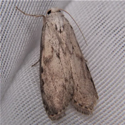 Bee Moth