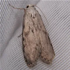 Bee Moth thumbnail 1