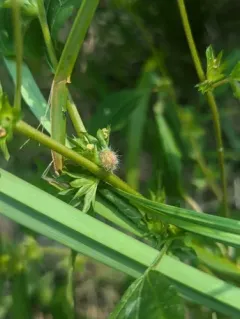 Copperleaf stem gall midge thumbnail 3