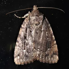 American Copper Underwing thumbnail 4