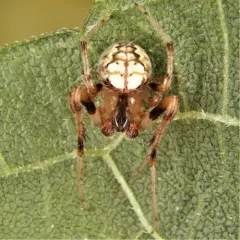 Lattice Orbweaver thumbnail 2