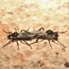 White-winged March Fly thumbnail 2