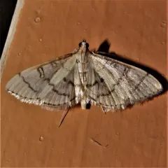 Hollow-spotted Blepharomastix Moth thumbnail 3