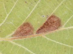 Coleophora corylifoliella thumbnail 2