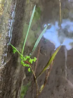 lesser duckweed thumbnail 2