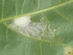 Astrotischeria ambrosiaeella thumbnail 3