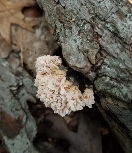 Xylaria flabelliformis