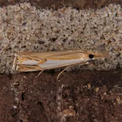 Double-banded Grass-veneer thumbnail 2