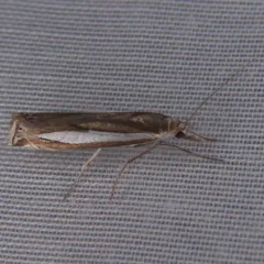 Common Grass-veneer thumbnail 3