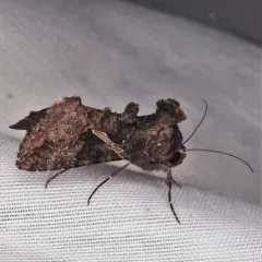 Sharp-stigma Looper Moth thumbnail 2