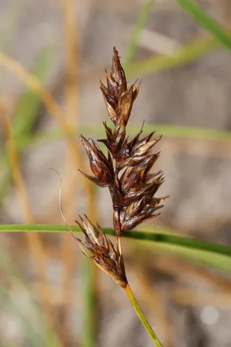 sand sedge