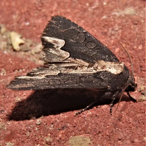American Bird's-wing