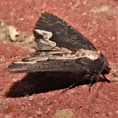 American Bird's-wing thumbnail 1