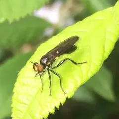 Eudioctria albius thumbnail 1