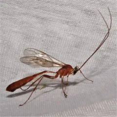 Enicospilus purgatus thumbnail 2