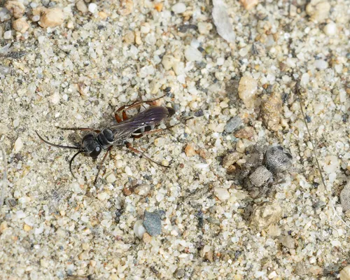 Aporinellus taeniolatus