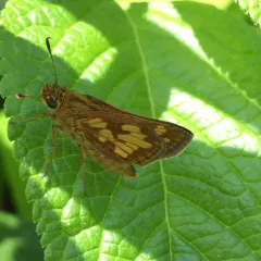 Peck's Skipper thumbnail 2
