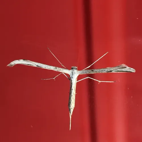 Morning-glory Plume Moth