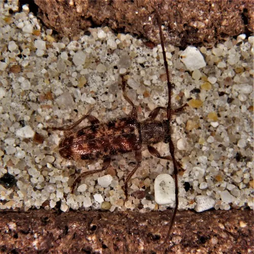 Tomentous Longhorned Beetle