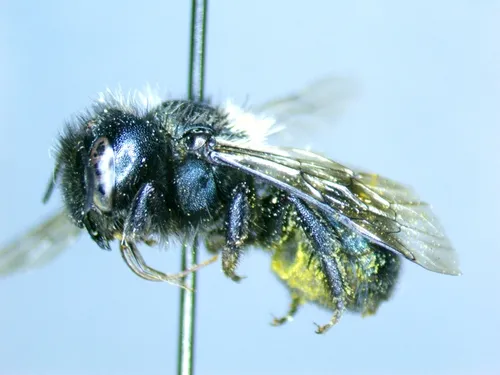 Osmia subaustralis