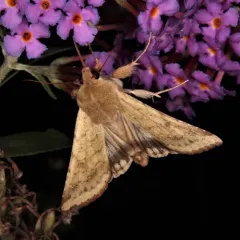Corn Earworm Moth thumbnail 3