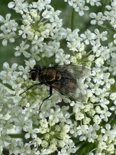 Australian Sheep Blow Fly thumbnail 2