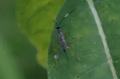 Polycyrtus neglectus thumbnail 2