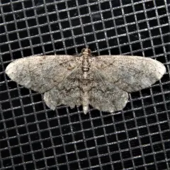 Porcelain Gray thumbnail 4