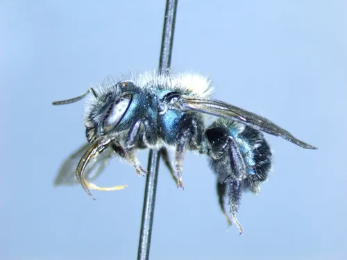 Osmia proxima