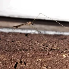 Helius flavipes thumbnail 2