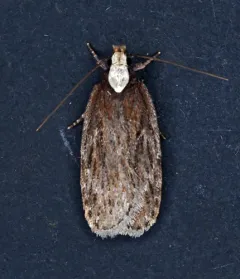 Yarrow Webworm thumbnail 4