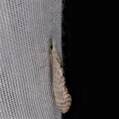 Nectopsyche diarina thumbnail 2