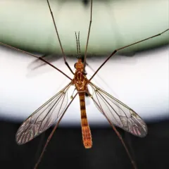 Ferruginous Tiger Crane Fly thumbnail 3
