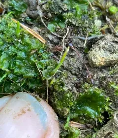 Carolina hornwort thumbnail 3