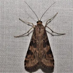 Lucerne Moth thumbnail 2