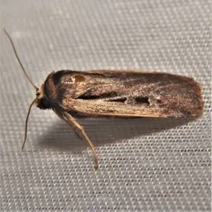Flame-shouldered Dart thumbnail 3
