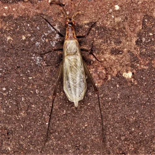 Pine Tree Cricket