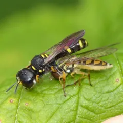 Ectemnius stirpicola thumbnail 2