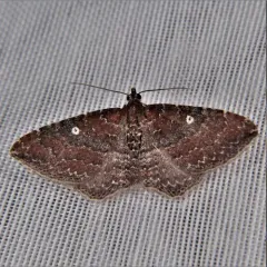 Gem Moth thumbnail 1